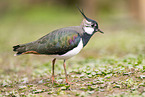 Lapwing