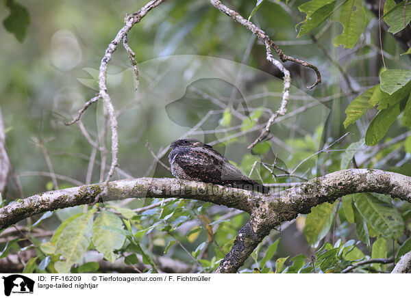Langschwanz-Nachtschwalbe / large-tailed nightjar / FF-16209