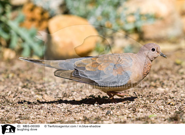 Palmtaube / laughing dove / MBS-06089