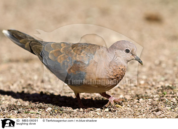 Palmtaube / laughing dove / MBS-06091