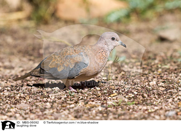 laughing dove / MBS-06092