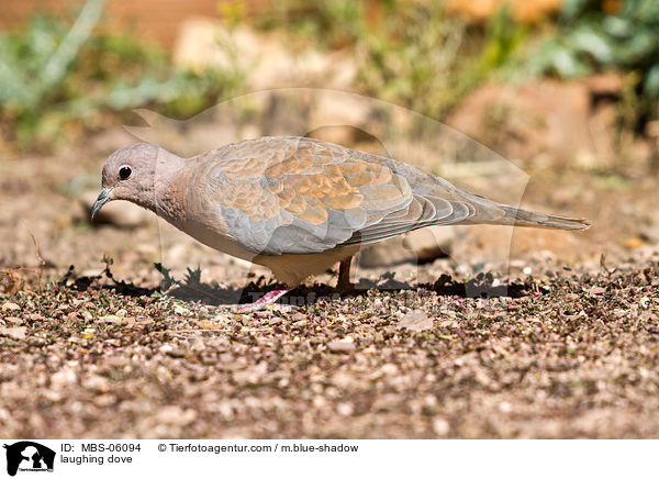 laughing dove / MBS-06094