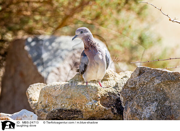 Palmtaube / laughing dove / MBS-24713