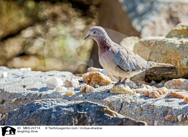 laughing dove / MBS-24714