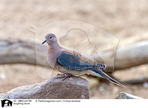 Palmtaube / laughing dove / MBS-24780