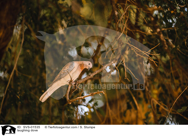 laughing dove / SVS-01535