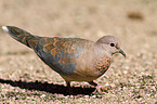 laughing dove