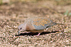 laughing dove