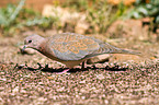 laughing dove