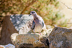 laughing dove