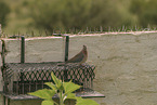 laughing dove