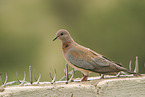 laughing dove