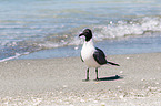 Laughing gull