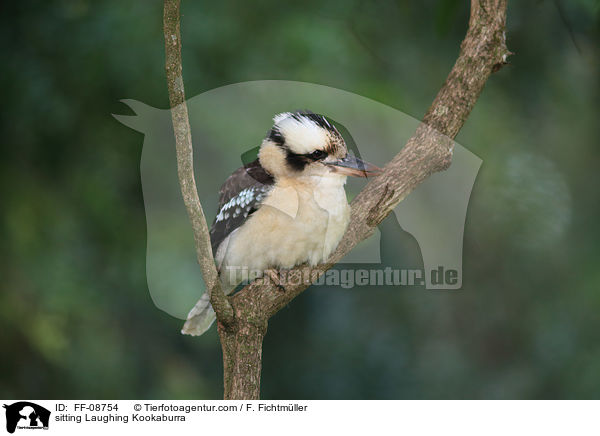 sitzender Jgerliest / sitting Laughing Kookaburra / FF-08754