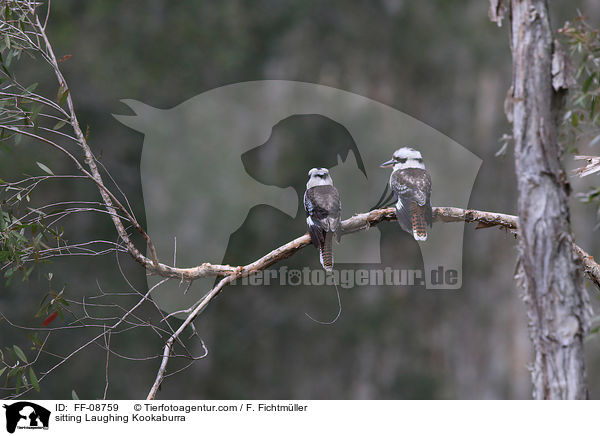 sitting Laughing Kookaburra / FF-08759