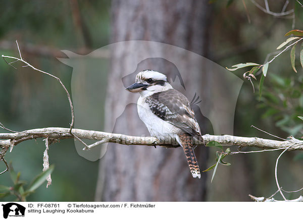 sitzender Jgerliest / sitting Laughing Kookaburra / FF-08761