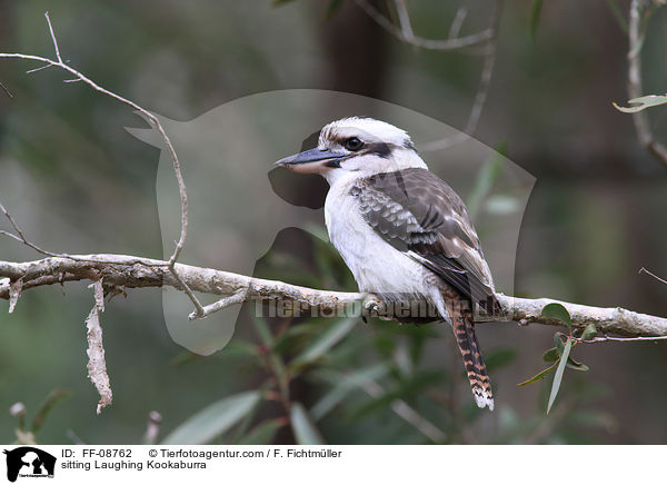 sitting Laughing Kookaburra / FF-08762