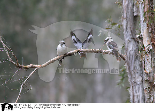 sitzende und fliegender Jgerliest / sitting and flying Laughing Kookaburra / FF-08763