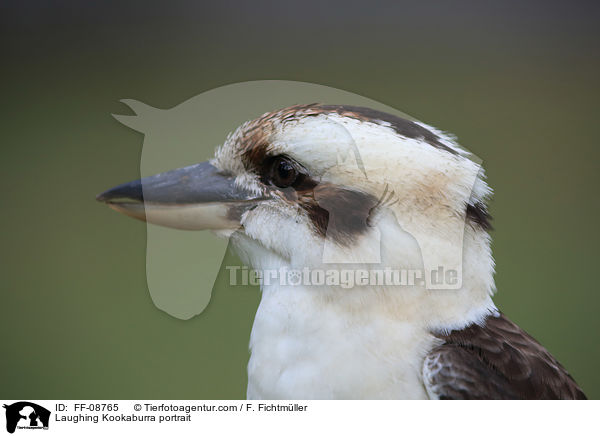 Laughing Kookaburra portrait / FF-08765