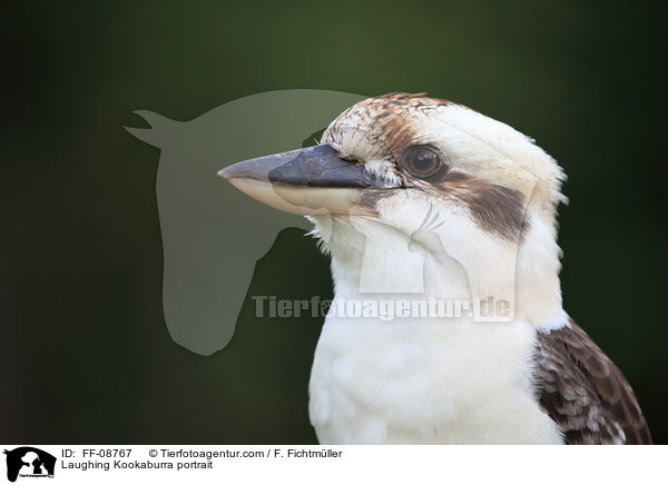 Jgerliest Portrait / Laughing Kookaburra portrait / FF-08767