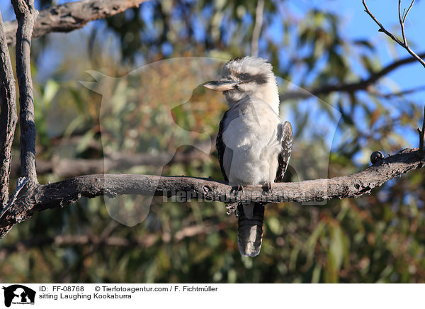 sitzender Jgerliest / sitting Laughing Kookaburra / FF-08768