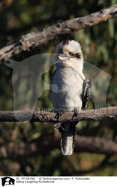 sitzender Jgerliest / sitting Laughing Kookaburra / FF-08769