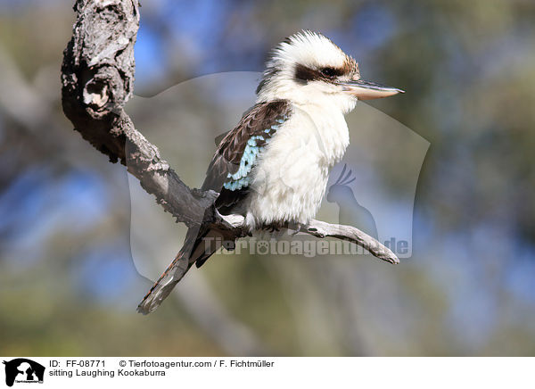 sitzender Jgerliest / sitting Laughing Kookaburra / FF-08771