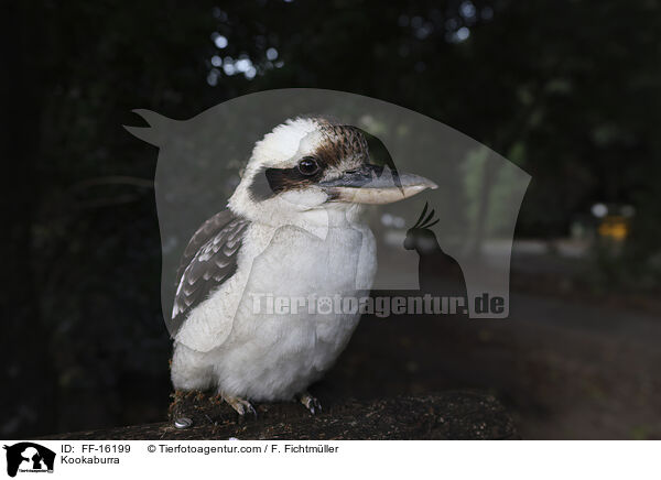 Lachender Hans / Kookaburra / FF-16199