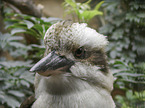 kookaburra