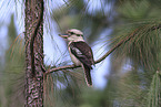 Kookaburra