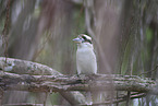 Kookaburra