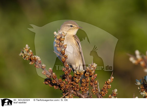 leaf warbler / SO-02224