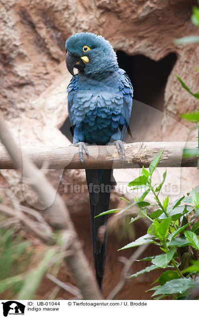 indigo macaw / UB-01044