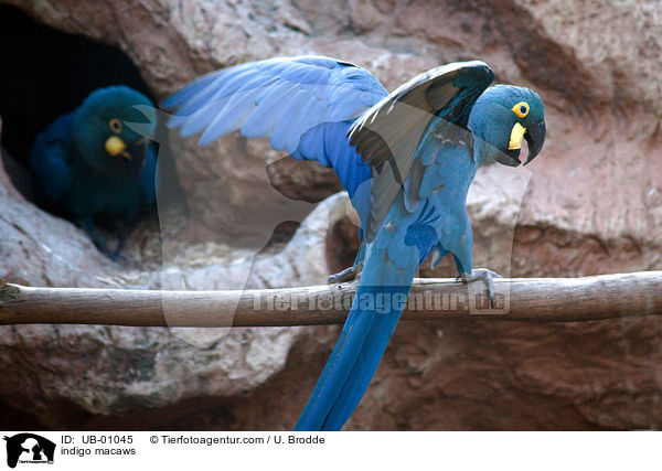 indigo macaws / UB-01045