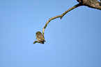 least pygmy owl