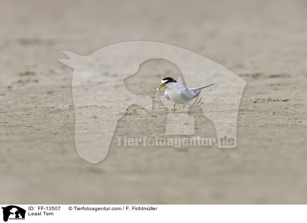Amerikanische Zwergseeschwalbe / Least Tern / FF-13507