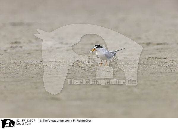 Least Tern / FF-13507