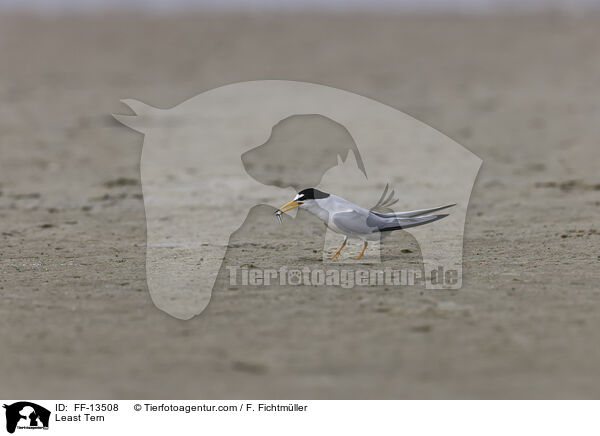 Amerikanische Zwergseeschwalbe / Least Tern / FF-13508
