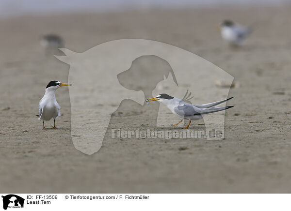 Amerikanische Zwergseeschwalbe / Least Tern / FF-13509