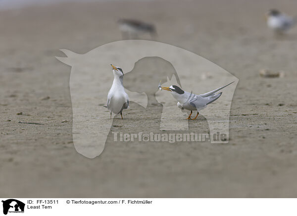 Amerikanische Zwergseeschwalbe / Least Tern / FF-13511