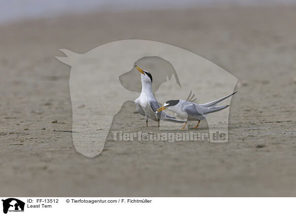 Amerikanische Zwergseeschwalbe / Least Tern / FF-13512