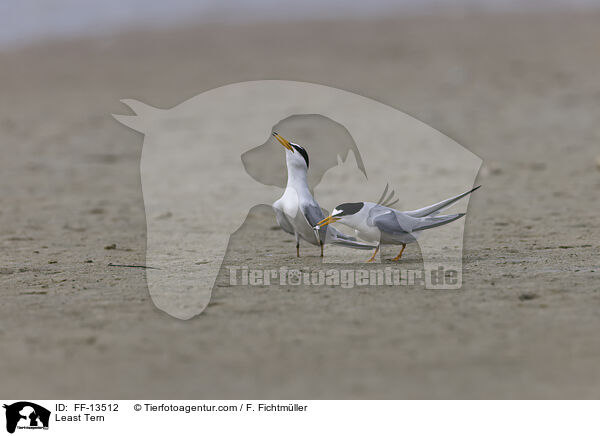 Least Tern / FF-13512