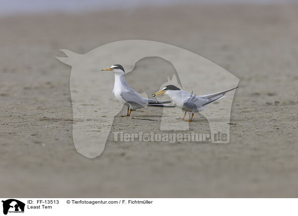 Amerikanische Zwergseeschwalbe / Least Tern / FF-13513
