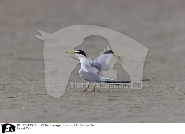 Amerikanische Zwergseeschwalbe / Least Tern / FF-13515
