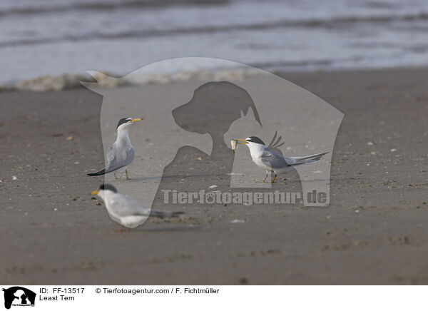 Amerikanische Zwergseeschwalbe / Least Tern / FF-13517