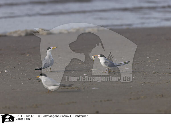 Least Tern / FF-13517