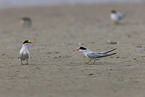 Least Tern