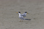 Least Tern