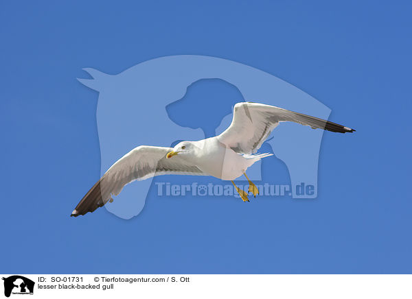 Heringsmwe / lesser black-backed gull / SO-01731