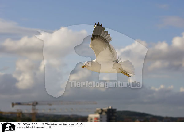 Heringsmwe / lesser black-backed gull / SO-01733